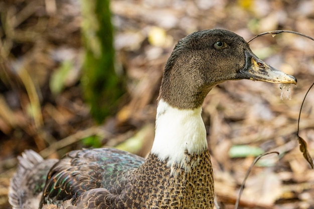 Gros plan sur un canard à la ferme.