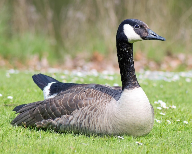 Photo un gros plan d'un canard sur l'herbe