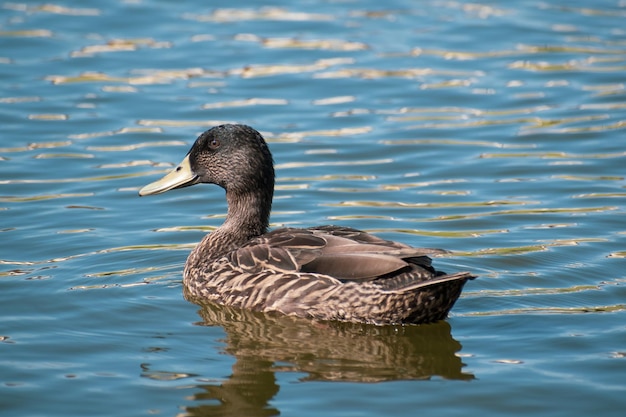 Gros plan d'un canard mignon nageant dans un lac