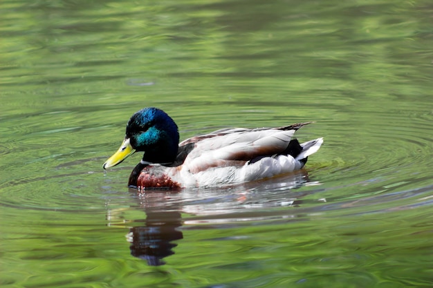 Gros plan d'un canard nageant sur un lac