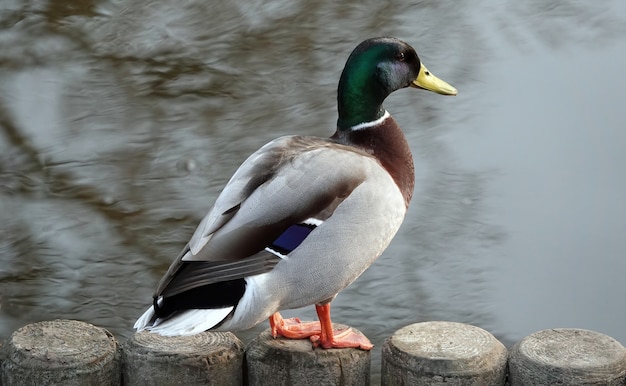 Gros plan d'un canard sauvage