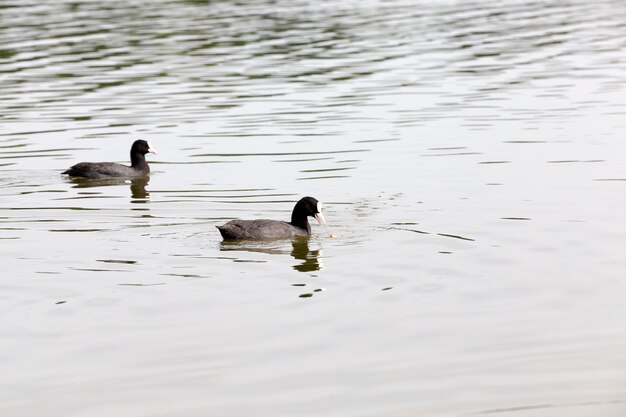 Gros plan sur le canard sauvage