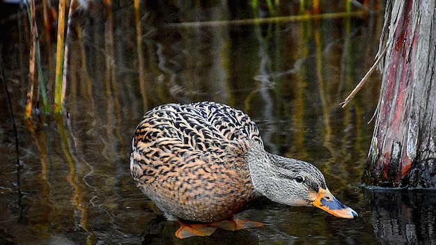 Photo un gros plan d'un canard