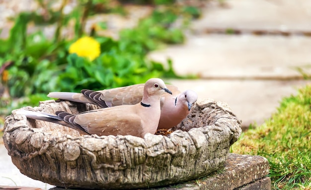 Photo un gros plan d'un canard