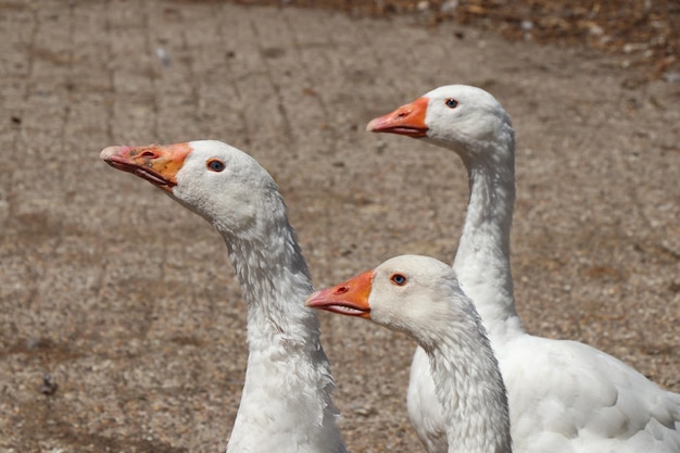 Un gros plan d'un canard