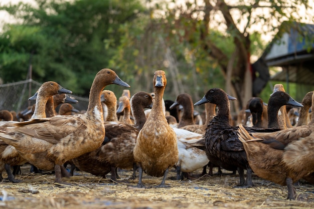 Gros plan des canards, voir les détails et les expressions des canards