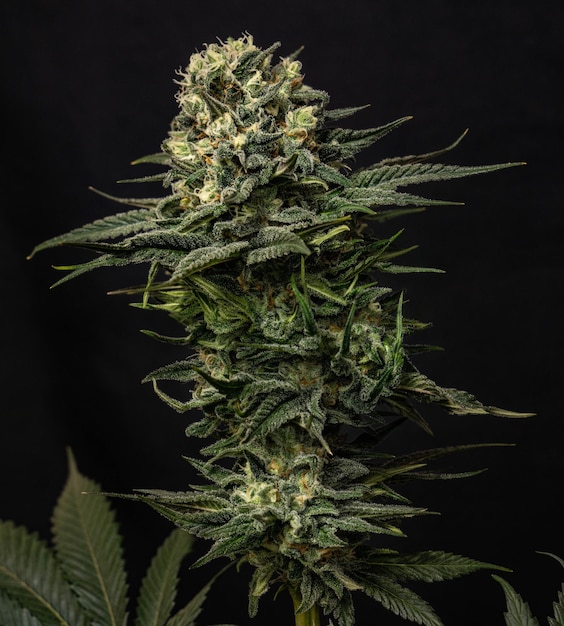 Gros plan de cannabis cultivé en intérieur