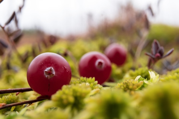 Gros plan de canneberge rouge mûre dans la mousse dans un marais