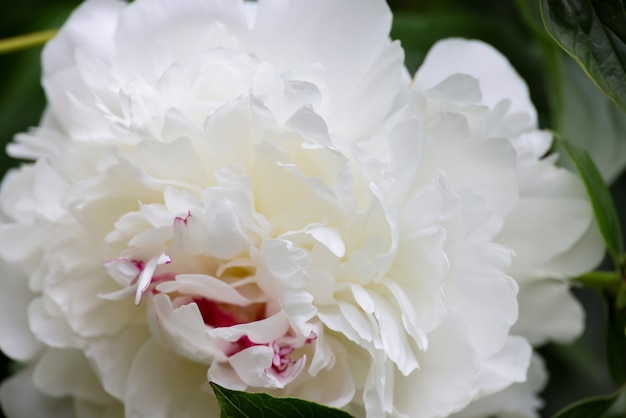 Gros plan sur un capitule de pivoine blanche sur fond vert