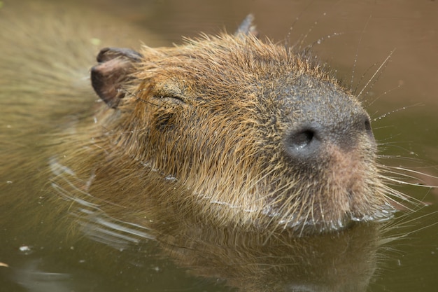 Photo gros plan d'un capybara