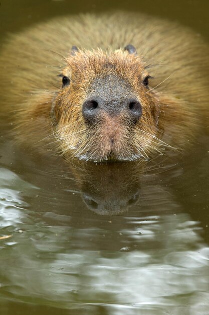 Gros plan d'un Capybara