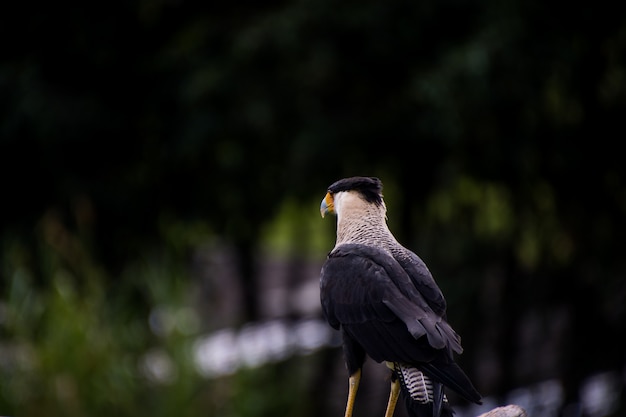 Gros plan d'un caracara huppé du sud