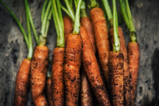 Gros plan des carottes biologiques fraîches