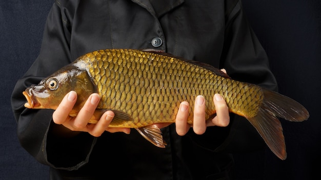 Gros plan de la carpe fraîche dans les mains. femme cuisinier dans une veste noire tient un poisson