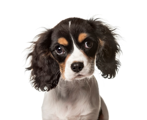 Gros plan d'un Cavalier King Charles, isolé sur blanc