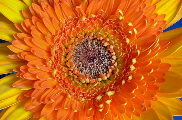 Gros plan sur le centre de la fleur de gerbera orange