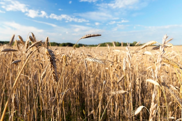 Gros plan de céréales matures Champ agricole sur lequel poussent de l'herbe jaunie qui est presque prête pour la récolte gros plan En arrière-plan un ciel bleu