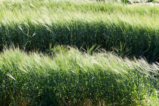 Gros plan de céréales vertes