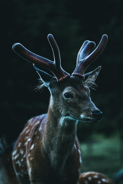 Un gros plan d'un cerf dans une forêt