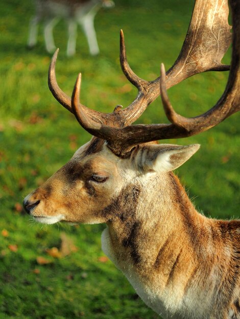 Photo un gros plan d'un cerf dans l'herbe