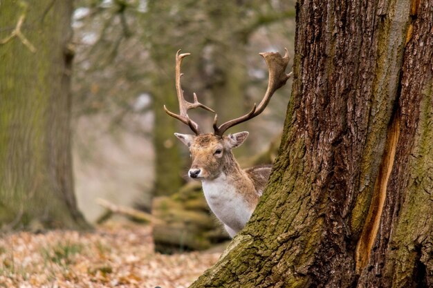 Photo un gros plan d'un cerf sur le tronc d'un arbre