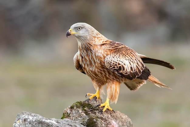 Un gros plan d'un cerf-volant posé sur un rocher
