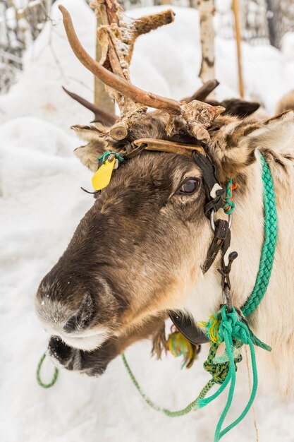 Photo un gros plan d'un cerf