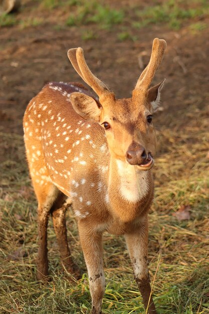 Photo gros plan de cerf