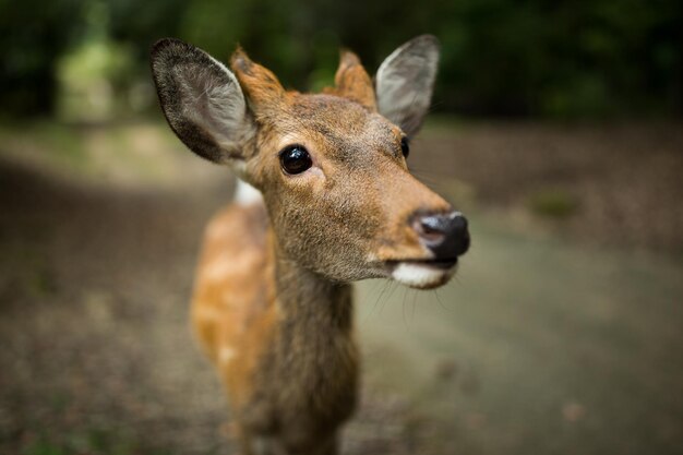 Gros plan cerf