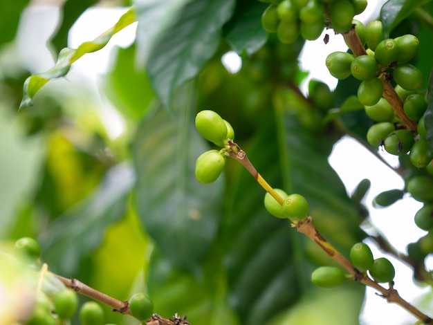 Gros plan de la cerise de café vert frais de mise au point sélective sur une branche d'arbre dans le jardin