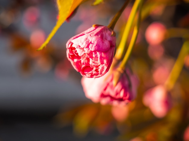 Gros plan, cerise, fleur, jardin