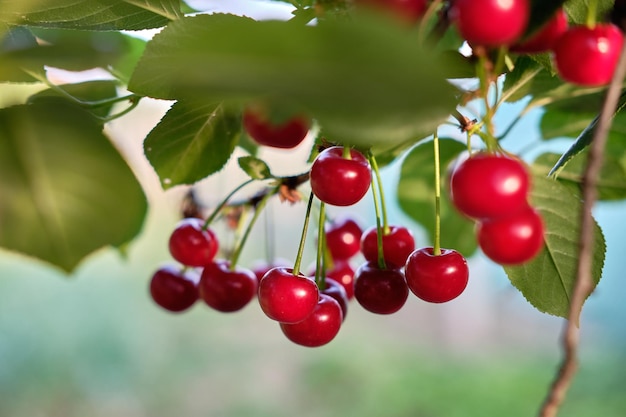 Gros plan de cerises en croissance sur un arbre