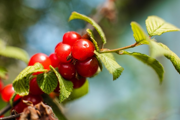 Gros plan de cerises mûres suspendues à une branche de cerisier dans le jardin sous les rayons du soleil