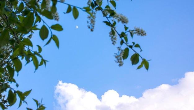 Gros plan de cerisier des oiseaux Birdcherry tree au printemps