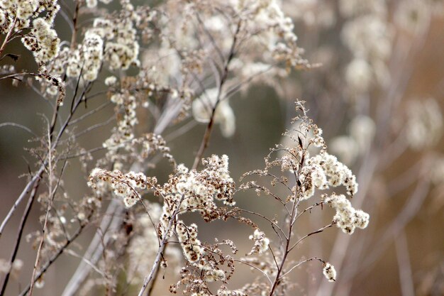 Un gros plan des cerisiers en fleurs au printemps