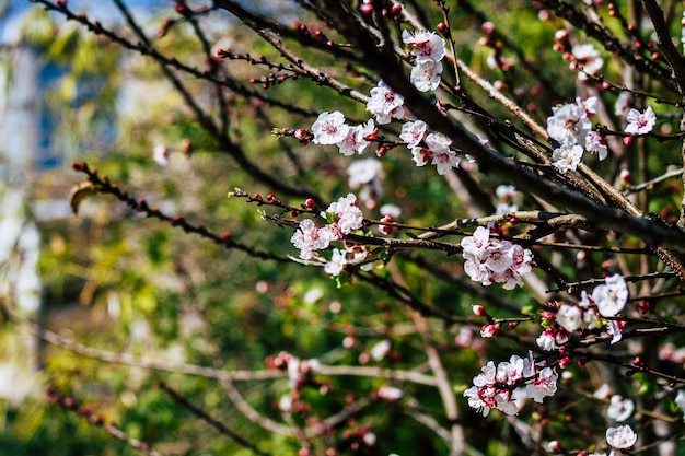 Photo un gros plan des cerisiers en fleurs au printemps