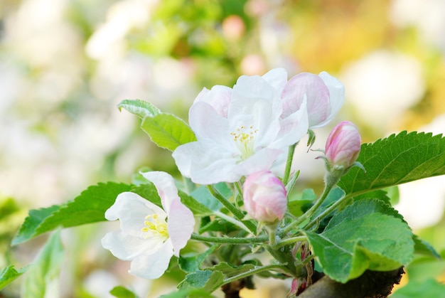 Gros plan sur les cerisiers en fleurs