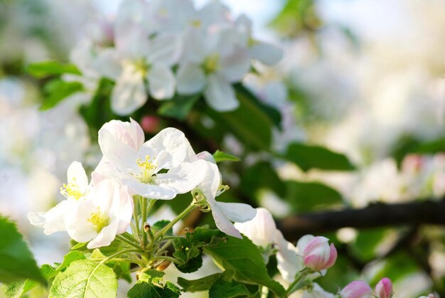 Gros plan sur les cerisiers en fleurs