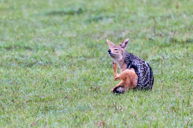 Gros plan sur un chacal dans la savane