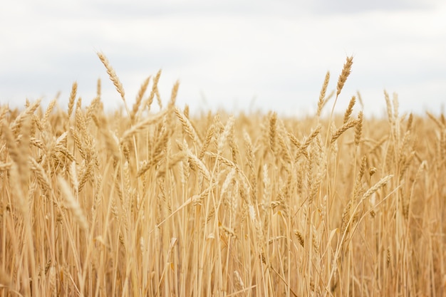 Gros plan de champ de blé, concept d&#39;agriculteur, récolte