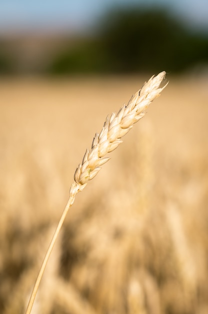 Gros plan d'un champ de blé doré et journée ensoleillée.