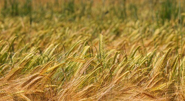 Gros plan de champ de blé avec profondeur de champ