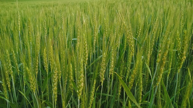 Gros plan de champ de blé vert