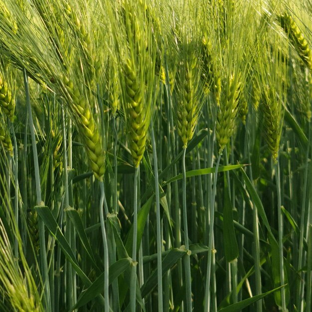 Photo un gros plan d'un champ de blé