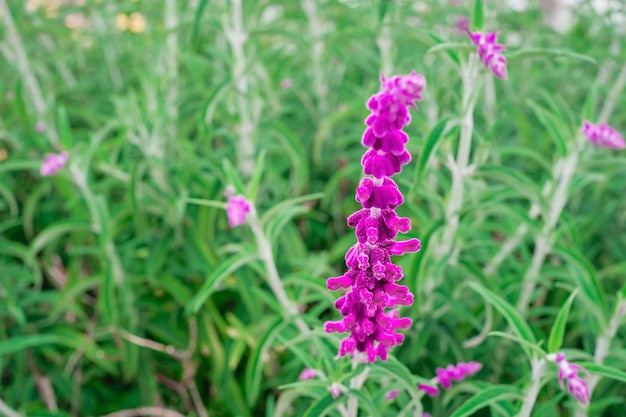 Gros plan d'un champ décoratif violet de fleurs de sauge mise au point sélective beau jardin d'été fleur pourpre fond de fleurs Sauge de la forêt