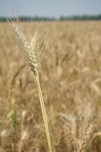 Photo un gros plan d'un champ d'ears de blé