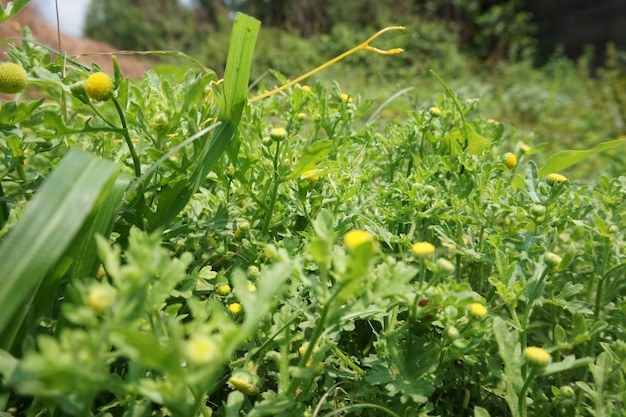 un gros plan d'un champ d'herbe avec des fleurs jaunes