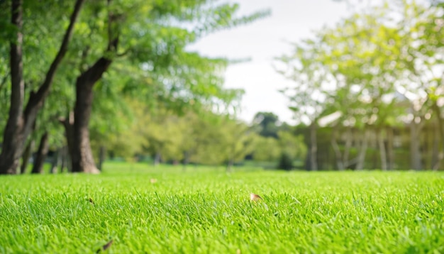 En gros plan, un champ d'herbe verte avec un arbre à l'arrière-plan du parc Le printemps et l'été