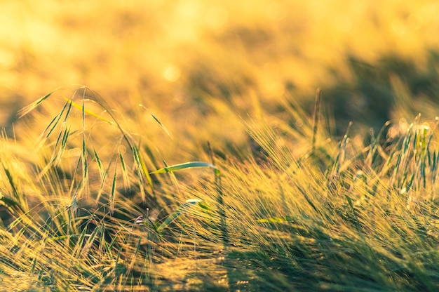 Gros plan d'un champ avec la lumière du soleil