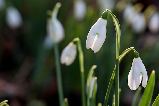 Gros Plan D'un Champ De Perce-neige Au Printemps